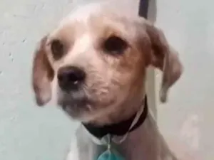 Cachorro raça Shitzu idade 7 a 11 meses nome Luca 