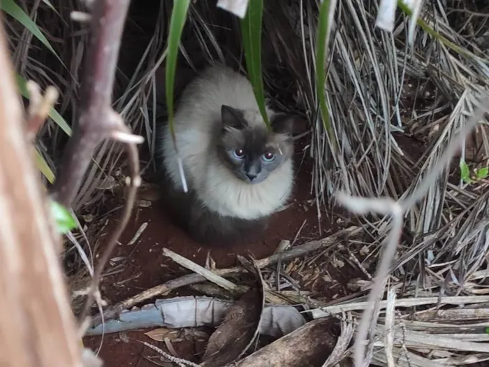 Gato ra a SRD-ViraLata idade 1 ano nome Sialata perdido(a)