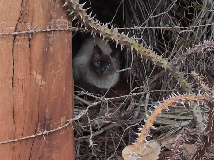 Gato ra a SRD-ViraLata idade 1 ano nome Sialata perdido(a)