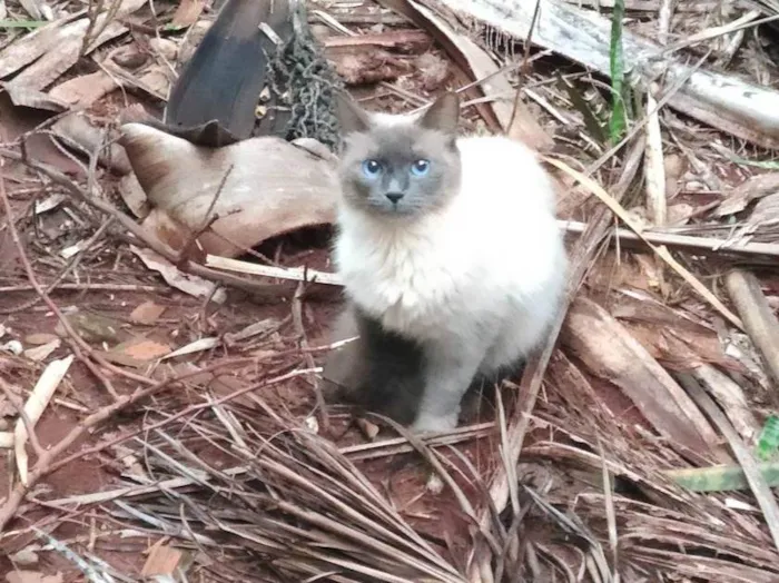 Gato ra a SRD-ViraLata idade 1 ano nome Sialata perdido(a)