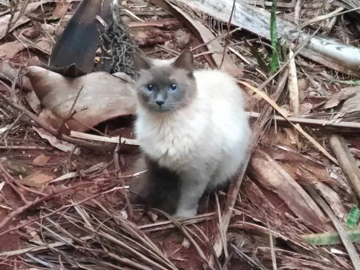 Gato ra a SRD-ViraLata idade 1 ano nome Sialata perdido(a)