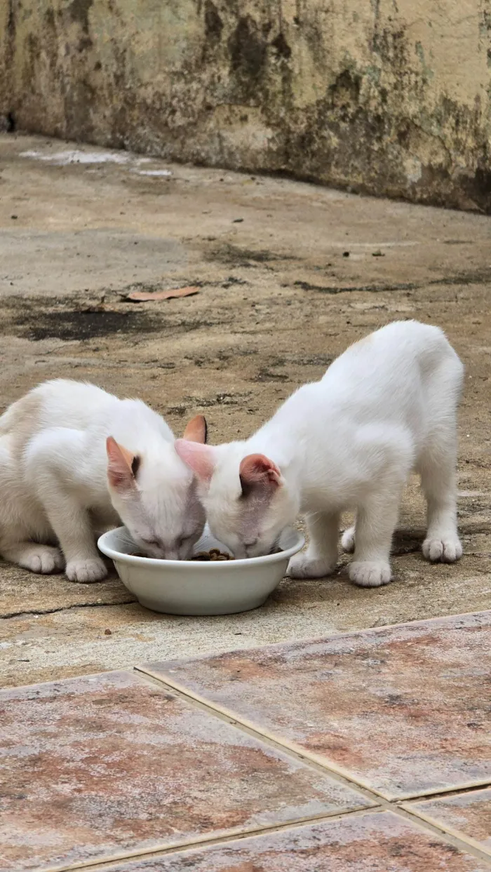 Gato ra a SRD-ViraLata idade 2 a 6 meses nome Sem nome