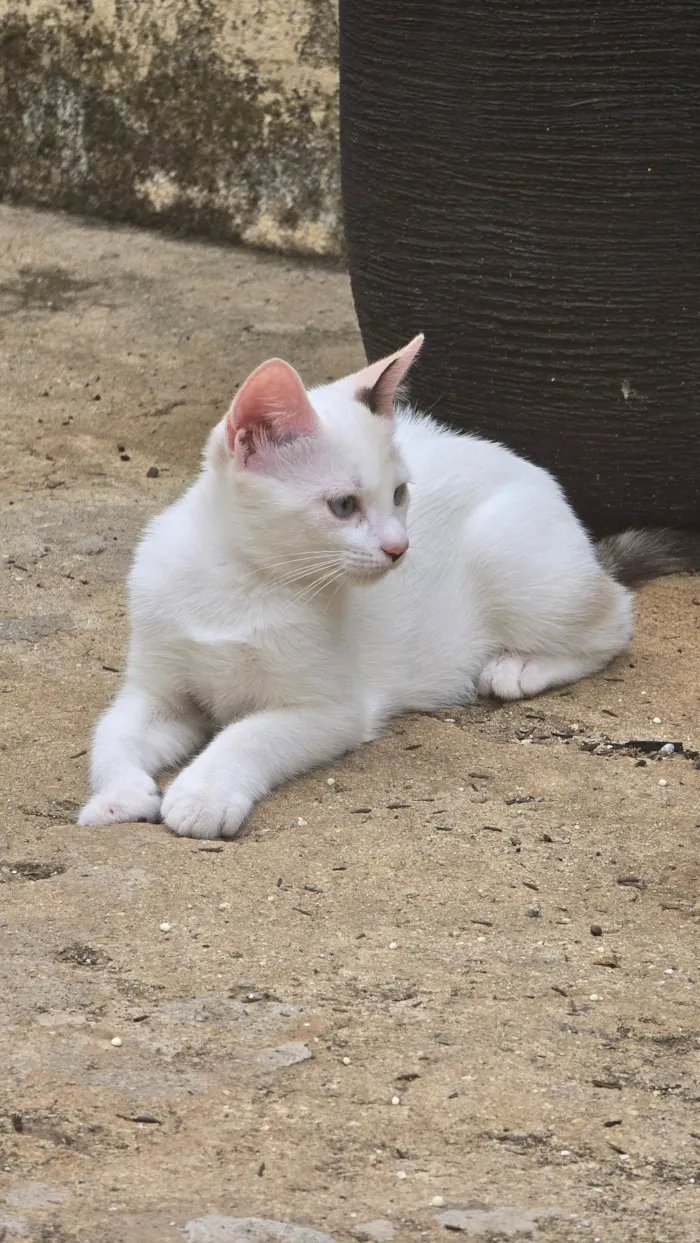 Gato ra a SRD-ViraLata idade 2 a 6 meses nome Sem nome