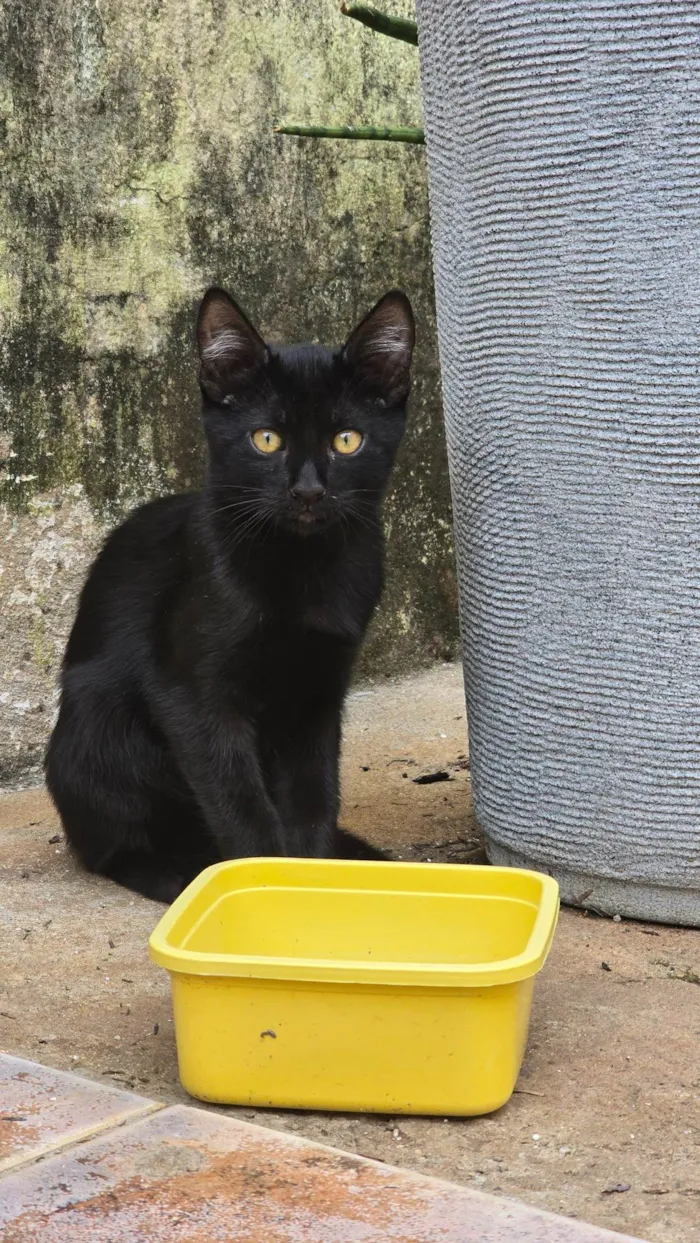 Gato ra a SRD-ViraLata idade 2 a 6 meses nome Sem nome