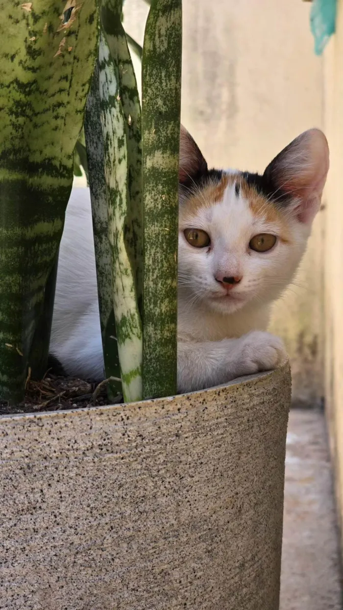 Gato ra a SRD-ViraLata idade 2 a 6 meses nome Sem nome