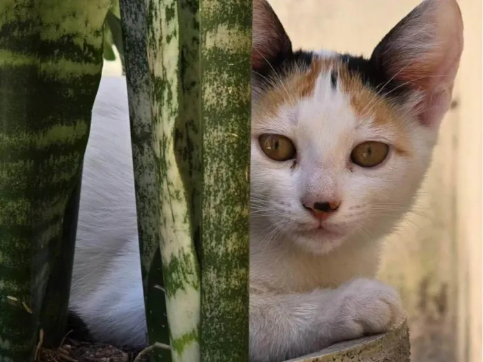 Gato ra a SRD-ViraLata idade 2 a 6 meses nome Sem nome