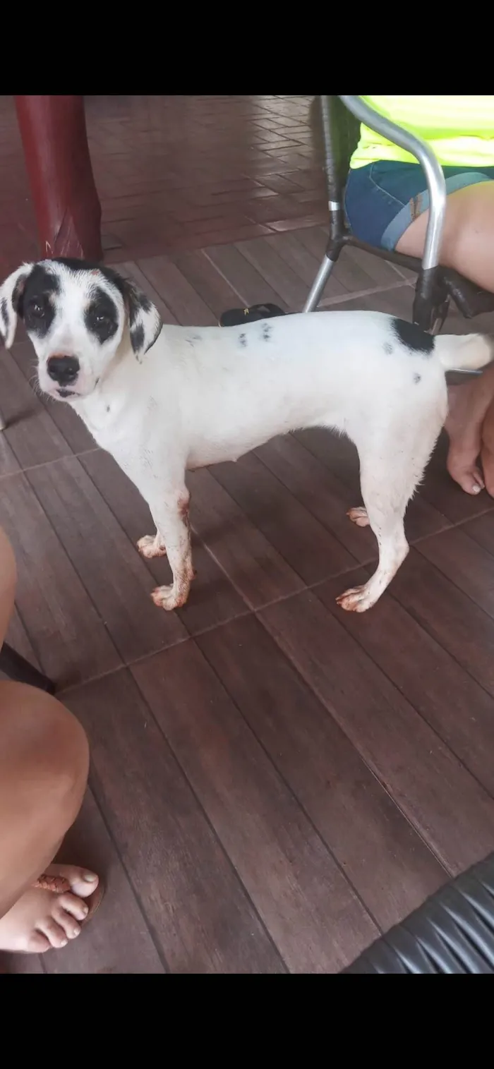 Cachorro ra a SRD-ViraLata idade 4 anos nome Lara