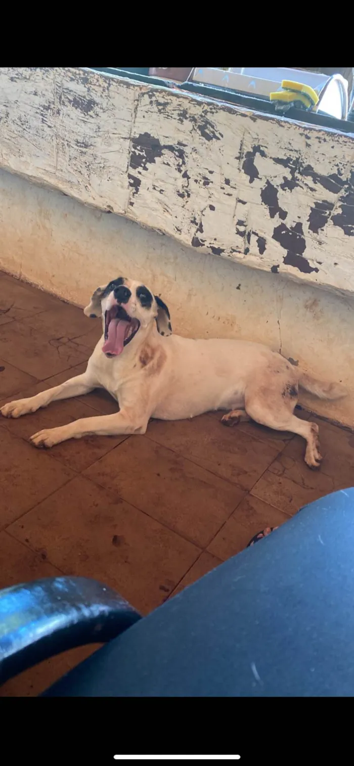 Cachorro ra a SRD-ViraLata idade 4 anos nome Lara