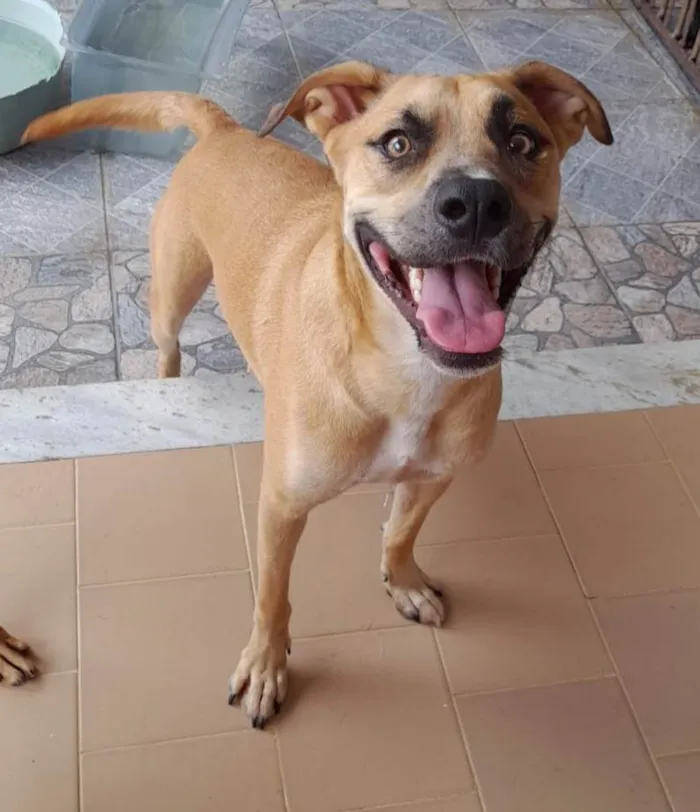 Cachorro ra a SRD-ViraLata idade 1 ano nome kael