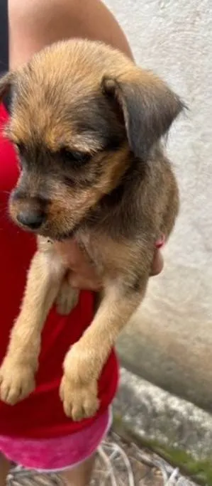 Cachorro ra a SRD-ViraLata idade Abaixo de 2 meses nome Paçoca