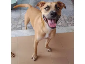 Cachorro raça SRD-ViraLata idade 1 ano nome kael