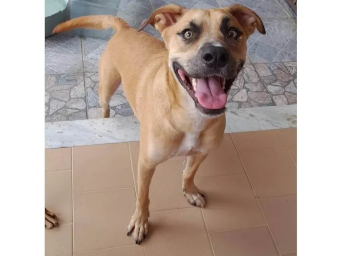 Cachorro ra a SRD-ViraLata idade 1 ano nome kael