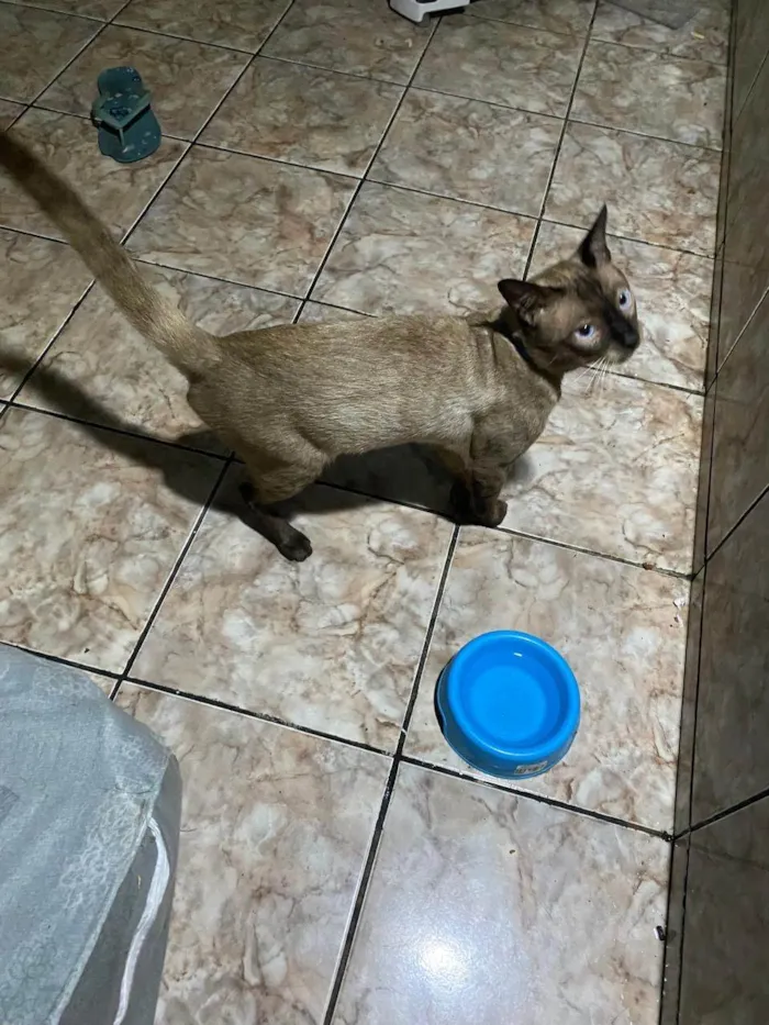 Gato ra a Siamês idade 2 anos nome Sansão