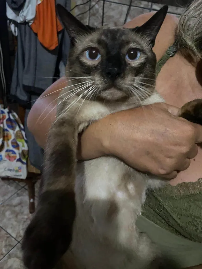 Gato ra a Siamês idade 2 anos nome Sansão