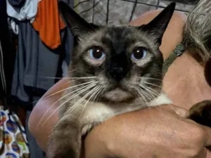 Gato raça Siamês idade 2 anos nome Sansão