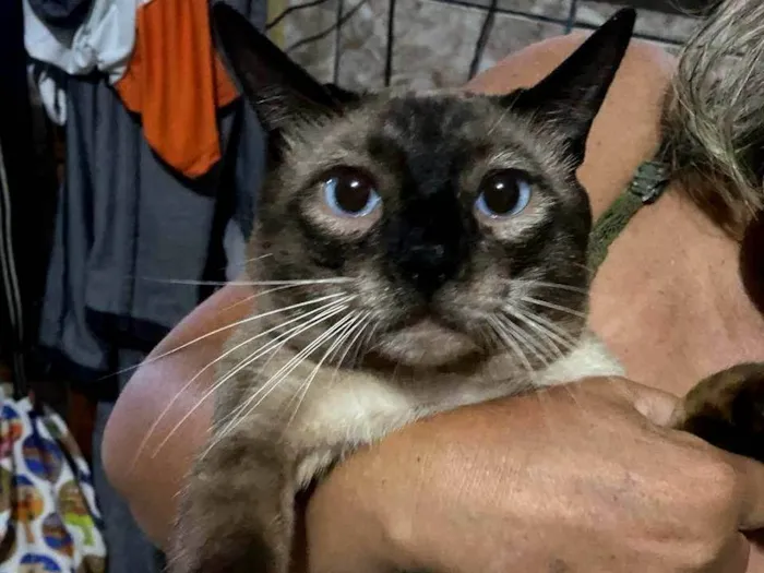 Gato ra a Siamês idade 2 anos nome Sansão