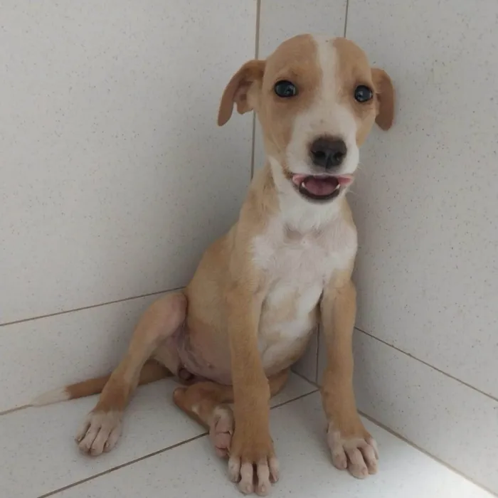 Cachorro ra a SRD-ViraLata idade 2 a 6 meses nome Juju e Amora 