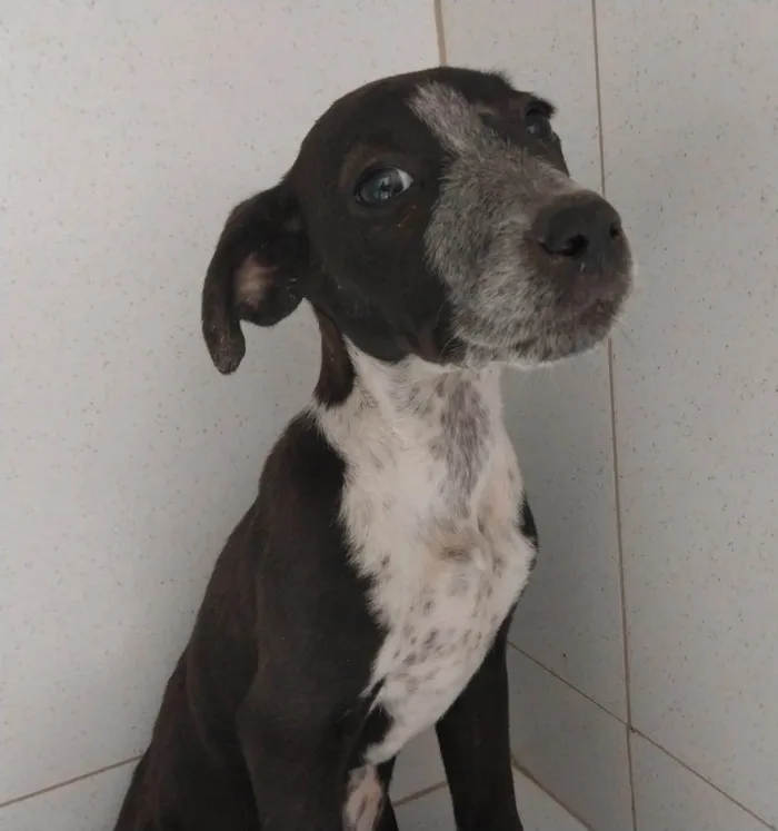 Cachorro ra a SRD-ViraLata idade 2 a 6 meses nome Juju e Amora 