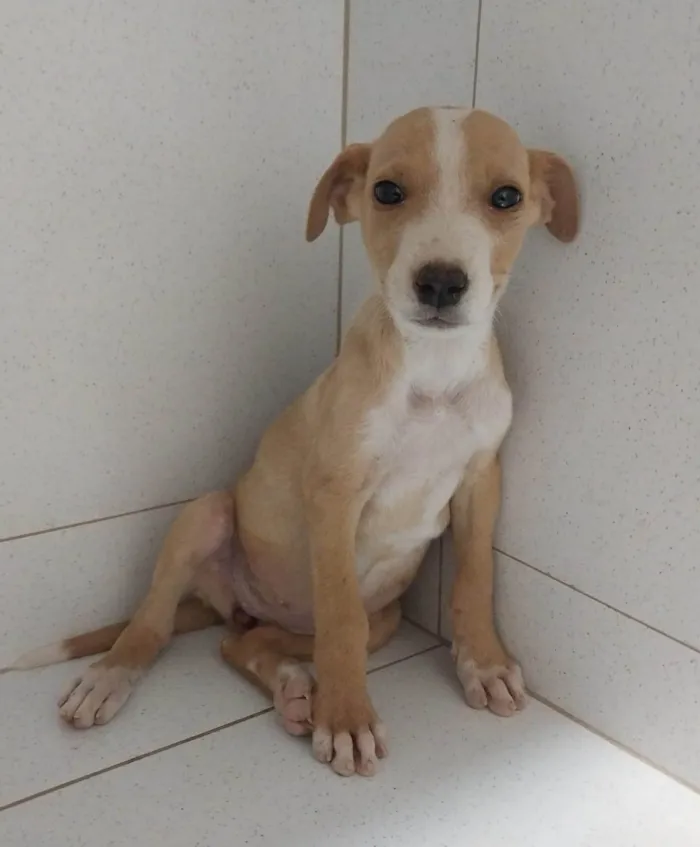 Cachorro ra a SRD-ViraLata idade 2 a 6 meses nome Juju e Amora 