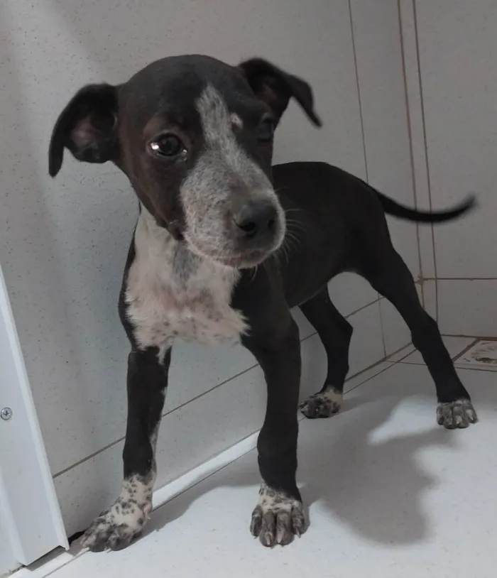 Cachorro ra a SRD-ViraLata idade 2 a 6 meses nome Juju e Amora 