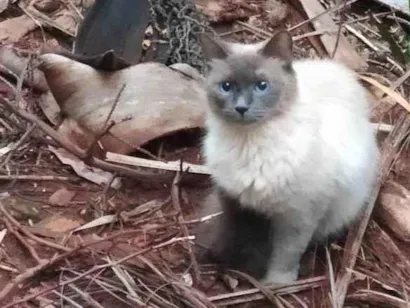 Gato raça SRD-ViraLata idade 1 ano nome Sialata perdido(a)