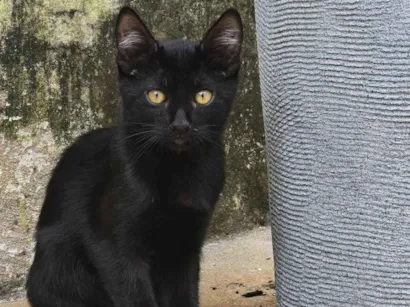 Gato raça SRD-ViraLata idade 2 a 6 meses nome Sem nome