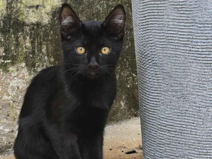 Gato ra a SRD-ViraLata idade 2 a 6 meses nome Sem nome