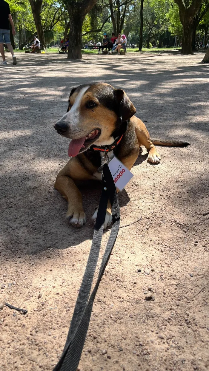 Cachorro ra a SRD-ViraLata idade 6 ou mais anos nome Nelson 