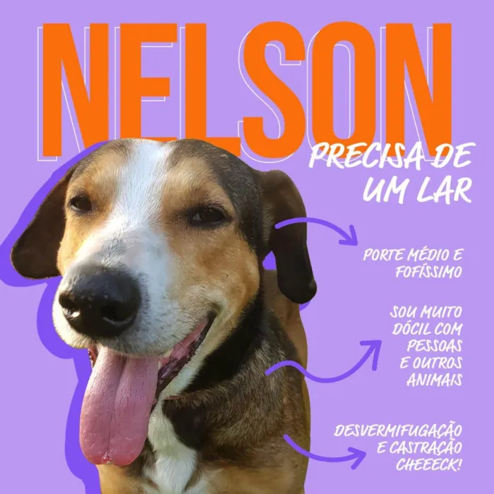 Cachorro ra a SRD-ViraLata idade 6 ou mais anos nome Nelson 