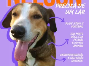 Cachorro raça SRD-ViraLata idade 6 ou mais anos nome Nelson 