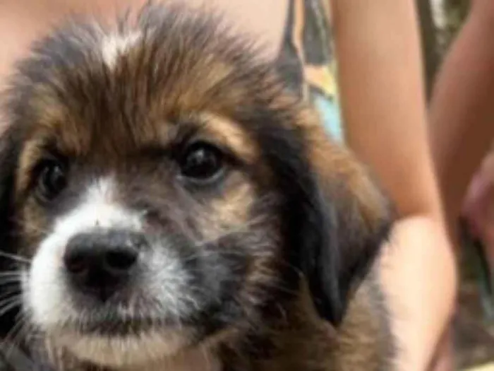 Cachorro ra a SRD-ViraLata idade Abaixo de 2 meses nome Pipoca