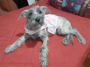 Cachorro raça SRD-ViraLata idade 2 a 6 meses nome Polly