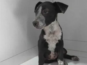 Cachorro raça SRD-ViraLata idade 2 a 6 meses nome Juju e Amora 