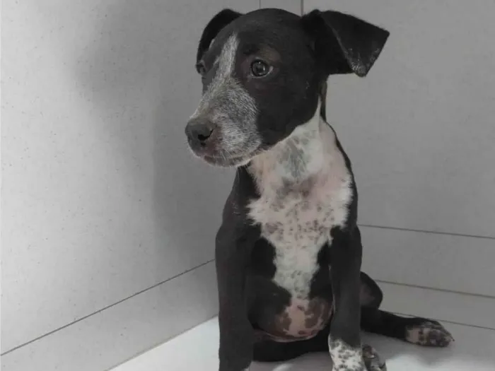 Cachorro ra a SRD-ViraLata idade 2 a 6 meses nome Juju e Amora 