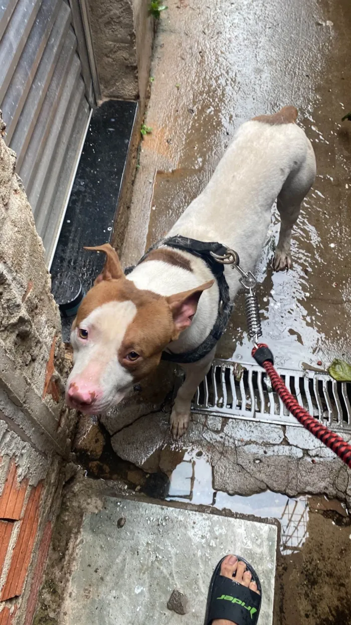 Cachorro ra a Pit-Bull idade 1 ano nome Dom