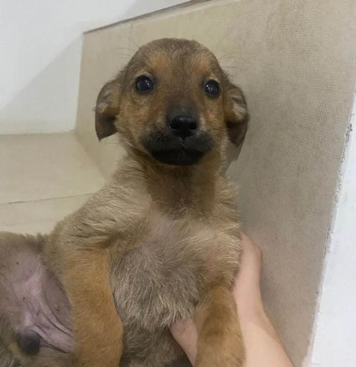 Cachorro ra a SRD-ViraLata idade 2 a 6 meses nome sem nome definido