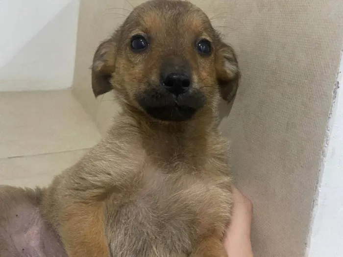 Cachorro ra a SRD-ViraLata idade 2 a 6 meses nome sem nome definido