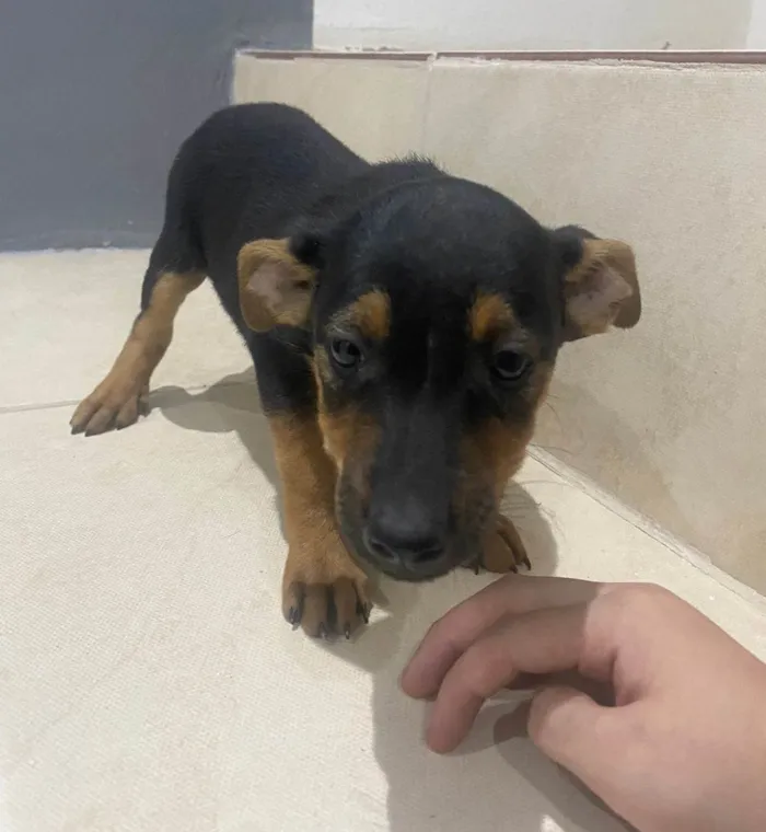 Cachorro ra a SRD-ViraLata idade 2 a 6 meses nome Sem nome definido 