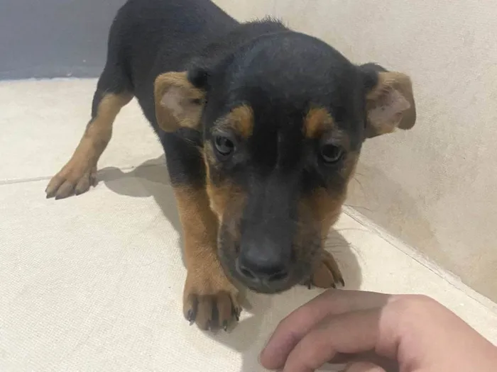 Cachorro ra a SRD-ViraLata idade 2 a 6 meses nome Sem nome definido 