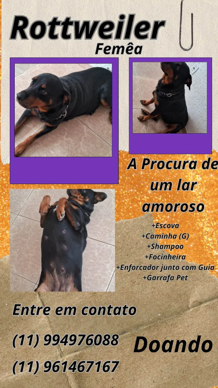 Cachorro ra a Rottweiler idade 3 anos nome Baby