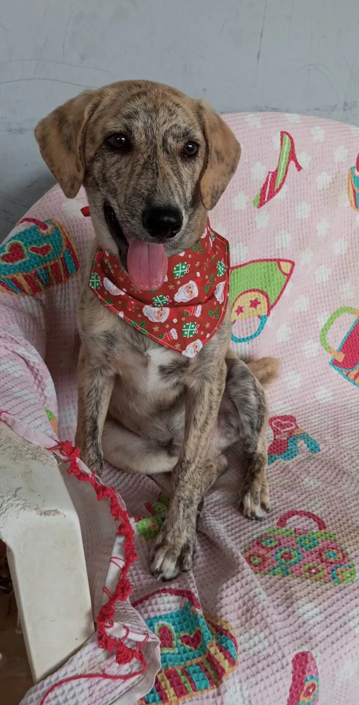 Cachorro ra a SRD-ViraLata idade 2 a 6 meses nome Apolo