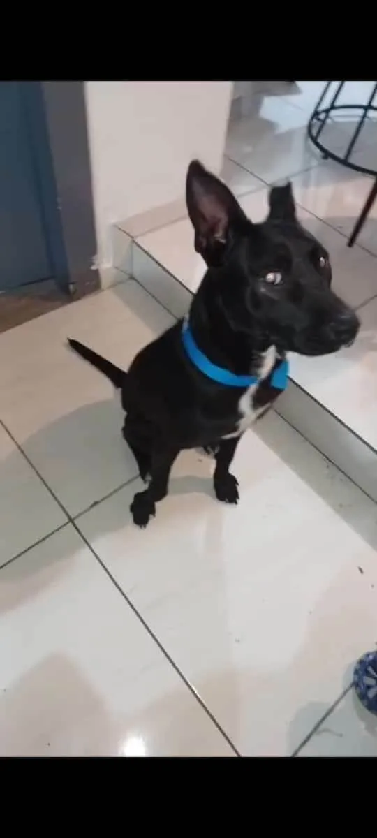 Cachorro ra a SRD-ViraLata idade 7 a 11 meses nome Koda