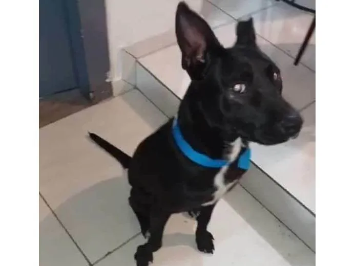 Cachorro ra a SRD-ViraLata idade 7 a 11 meses nome Koda