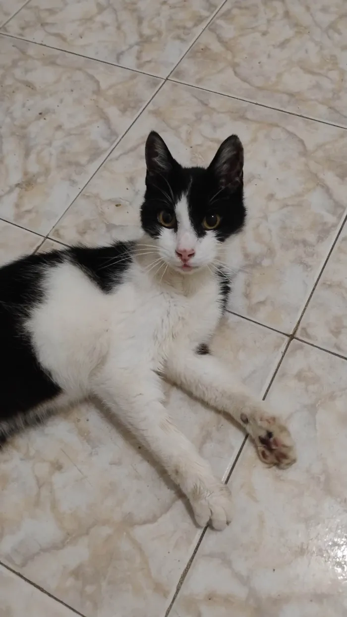 Gato ra a SRD-ViraLata idade 2 anos nome Bumi