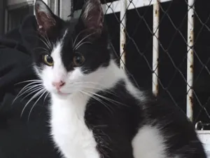 Gato raça SRD-ViraLata idade 2 anos nome Bumi