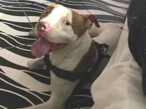 Cachorro raça Pit-Bull idade 1 ano nome Dom