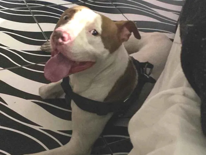 Cachorro ra a Pit-Bull idade 1 ano nome Dom