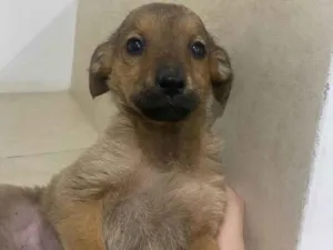 Cachorro raça SRD-ViraLata idade 2 a 6 meses nome sem nome definido