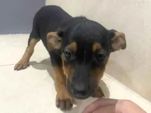 Cachorro raça SRD-ViraLata idade 2 a 6 meses nome Sem nome definido 