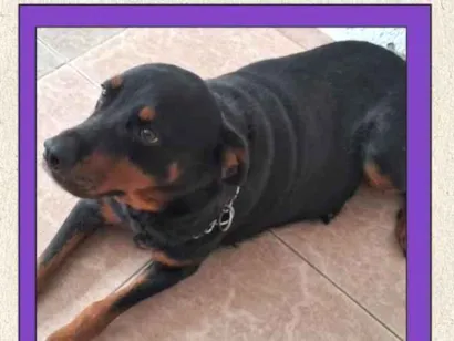 Cachorro raça Rottweiler idade 3 anos nome Baby